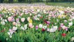 Order Your Spring Bulbs Now!
