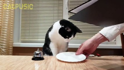 القط يطلب الطعام فى المطعم