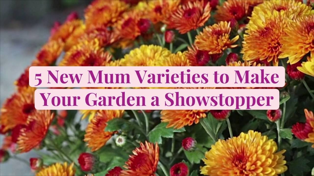 5 New Mum Varieties to Make Your Garden a Shows...