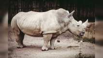 Rhinoceros with Its Unique Facts and Stories