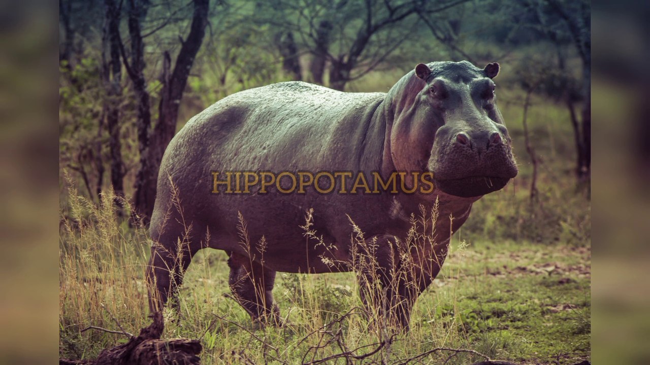 Hippopotamus with Its Unique Facts and Stories