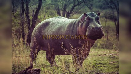 Hippopotamus with Its Unique Facts and Stories