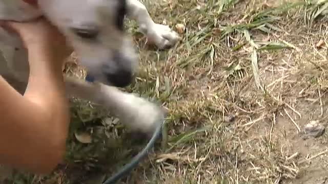 Una perra a punto de morir en Vigo por la ingesta de clavos escondidos en comida