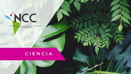 Quelato, el fertilizante que corrige la falta de hierro en las plantas