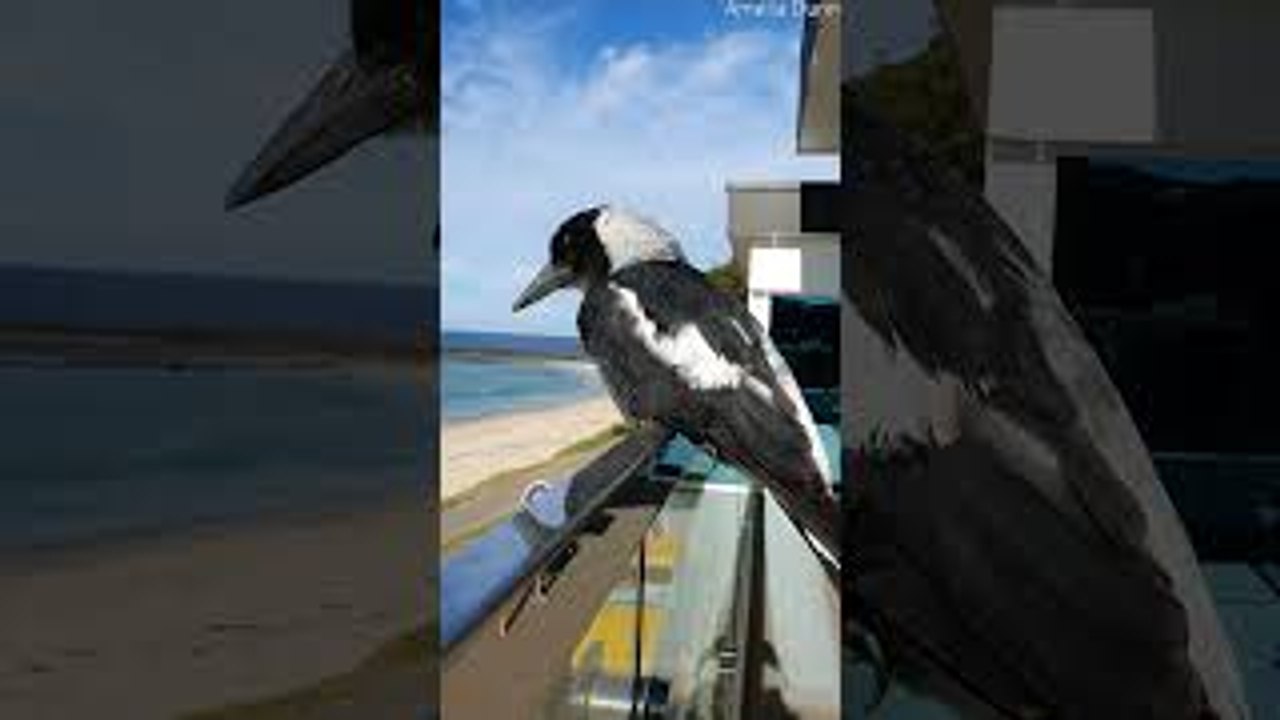 Magpie Sings on Command