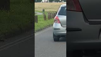 Gaggle of Geese Use Crosswalk