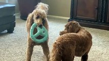 Dog Plays Keep Away From Friend