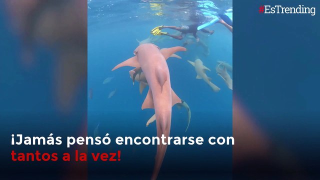 Nadando con tiburones: buzo se graba con estos majestuosos animales