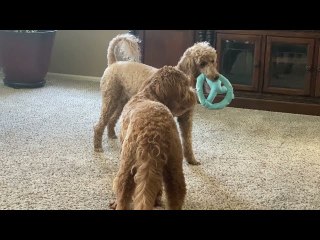 Dog Plays Keep Away From Friend