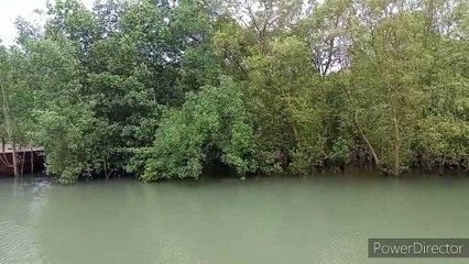 Mangroves of andaman