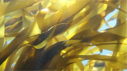 Here’s why seaweed is becoming a major player in skincare