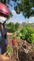 Ra vườn đào khoai mì chuẩn bị lương thực cho giãn cách xã hội