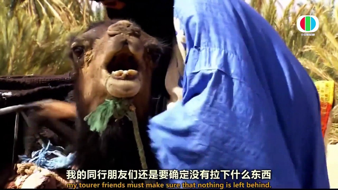 Life In The Desert + 沙漠中的生命