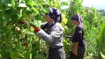 Dikimi yapılmadan sipariş alınıyor, pazara inmeden satılıyor... Nebiyan fasulyesi sofralarda yerini almaya başladı