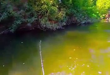 uuuhhh mancing mania mantap tarikan babon