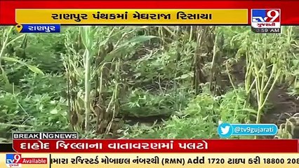 Download Video: Poor monsoon showers worry Ranpur farmers _ Tv9GujaratiNews