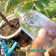 guava tree making. on A Few minutes See Video clips at 0330 minutes. And you learn on Step By Step