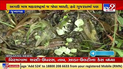 નરસિંહ મહેતા યુનિવર્સીટીની ટીમને મળી મોટી સફળતા, ગિરનારના જંગલમાં મળી માંસાહારી વનસ્પતિ _ Junagadh