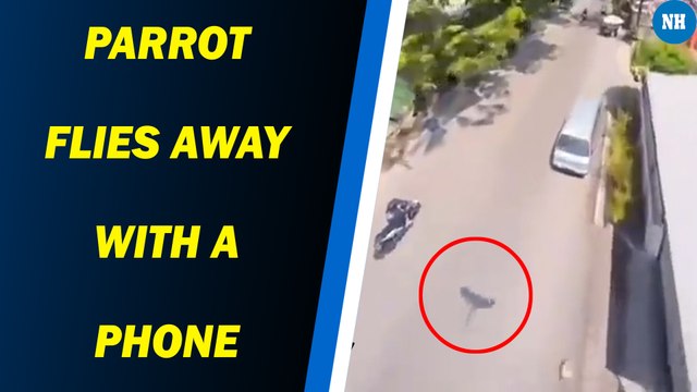 Parrot flies away with a phone. What happened next is a viral video now