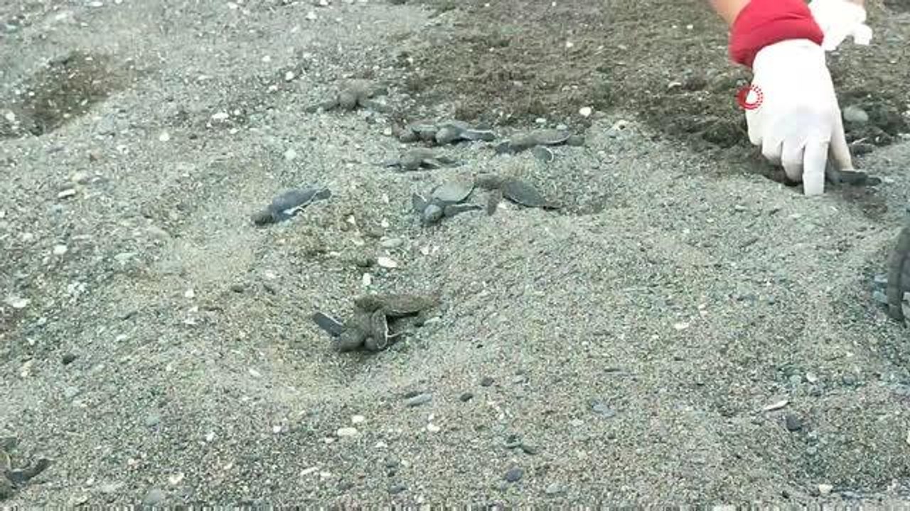 Samandağ sahilindeki yavru deniz kaplumbağalarının deniz yolculuğu sürüyor