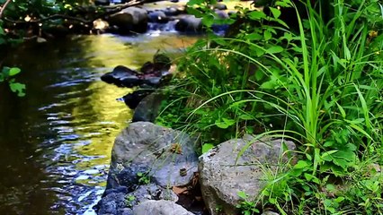 Relaxing Sleep Music • Deep Sleeping Music, Relaxing Music, Stress Relief, Meditation Music (5)