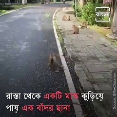 Monkey Becomes Metaphor; Grabs A Mask And Tries Hard To Wear It