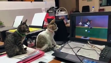 Amazing Video of Two Cats Watching Tom & Jerry
