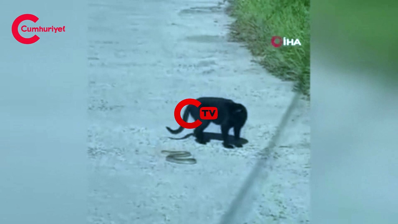 Kedi ile yılanın kavgasında pes eden yılan oldu