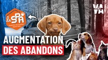 La SPA face aux abandons d’animaux