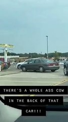 Uma vaca na fila de carros para o McDonald's? Aconteceu nos EUA