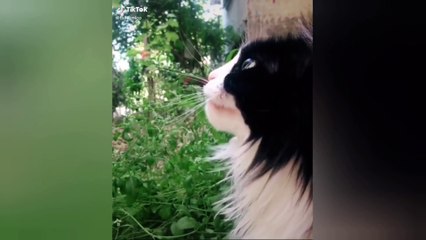 Cute And FUNNY CATS That Will Actually Make Your LIFE BETTER | CATS SKILLS