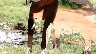 Beautiful elephant stands in green grass with animal shadow  video...      #