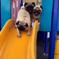 AWW SOO Cute and Funny Pug Puppies - Funniest Pug Ever #20