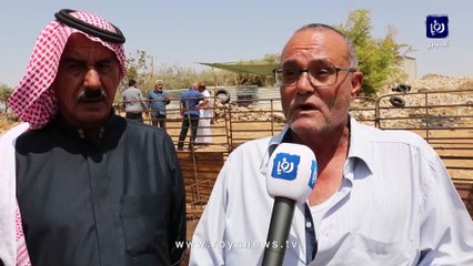 نفوق عشرات الأغنام لأسباب مجهولة في الكرك