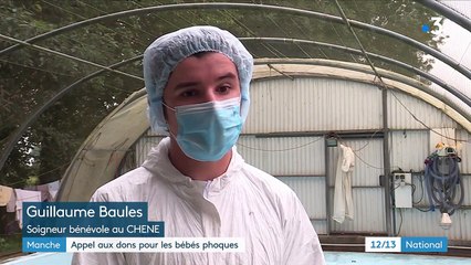 Manche : un appel aux dons pour les bébés phoques abandonnés