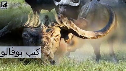 أخطر 10 حيوانات في العالم