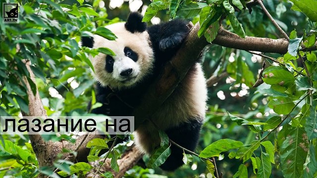 5 интересных фактов о Giant