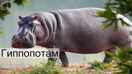 Топ-10 самых тяжелых животных в мире