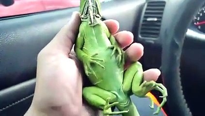 Le lézard le plus zen du monde