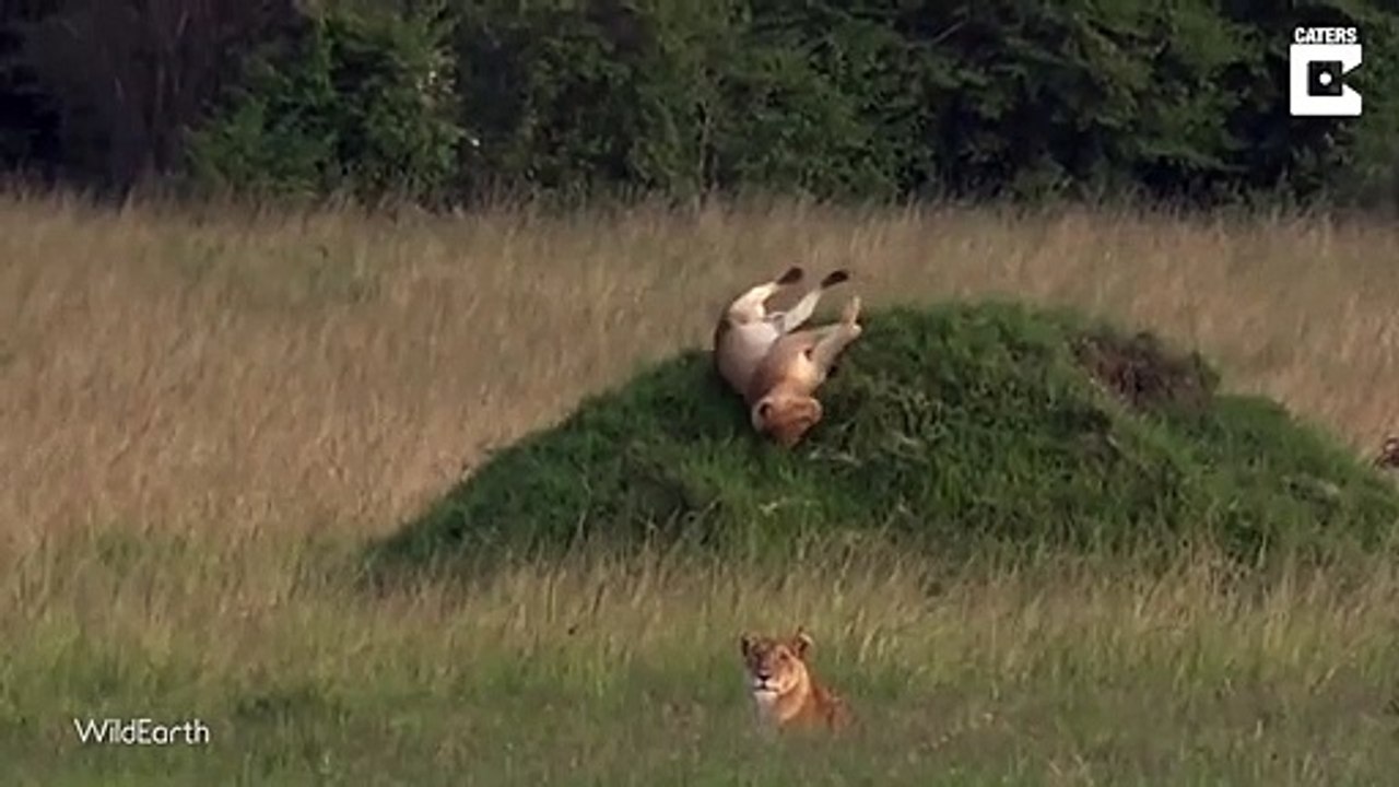 Ce lion a la flemme de se mettre sur ses pattes et fait une glissade ridicule pour descendre