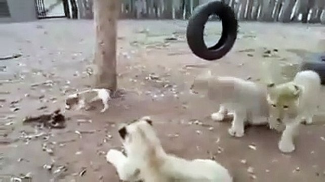 Un jeune chien Jack Russell maitrise 3 lionceaux