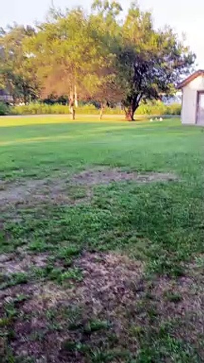 Hilarious Thick Chickens Sprint Towards Man