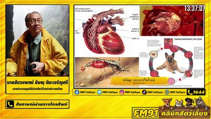 พยาธิหนอนหัวใจในแมวและสุนัข ภัยร้ายใกล้ตัวที่ควรป้องกัน EP.2 : FM91 คลินิกสัตว์เลี้ยง : 25 เมษายน 2564