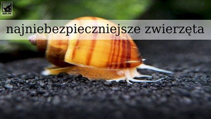10 najbardziej niebezpiecznych zwierząt na świecie