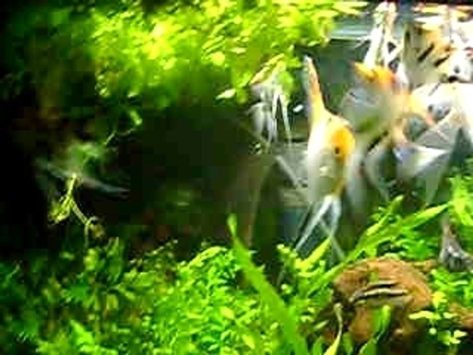 Ponte mars MOV03537