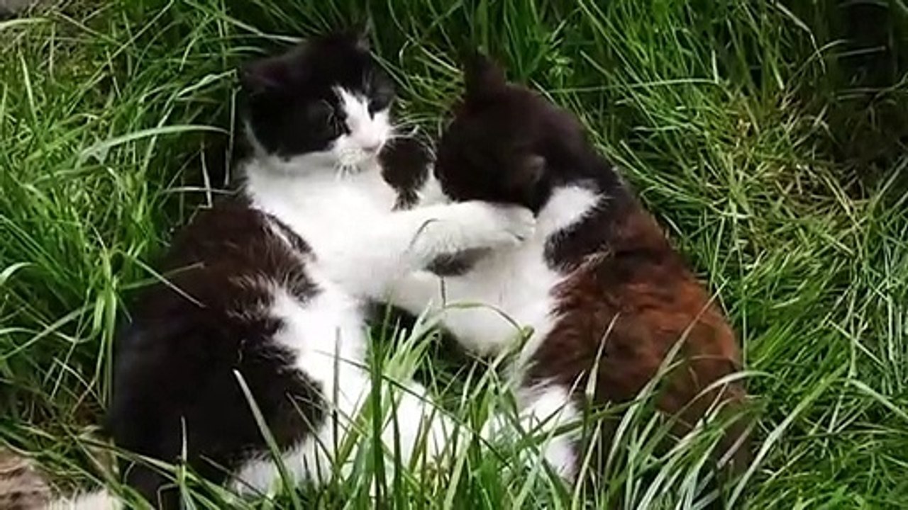 Omg ‍♂️ So cute cat  Funny video cat compilation /fails/ vines