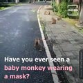 Viral Video Shows Monkey Wearing A Face Mask
