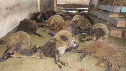 Kurt ağıla girdi, sürünün yarısını öldürdü