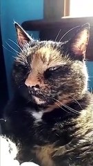 Cats Reaction to Human Getting Progressively Louder