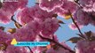 Beautiful Spring Flowers, With birds sounds trees dressed in pink blossoms,